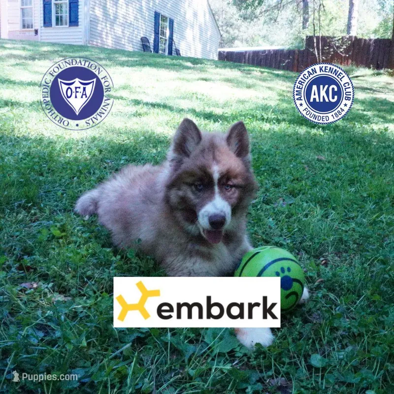 Embark & OFA Tested Parents – Siberian Husky puppy for sale in Anderson, SC
