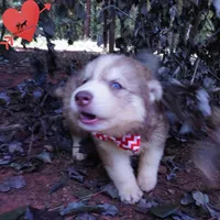 OFA & Embark - Carrot, a male Siberian Husky for sale in Anderson, SC – 2 of 10