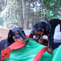 Ear cropped AKC Euro OFA & Embark, a male Doberman Pinscher for sale in Anderson, SC – 7 of 10