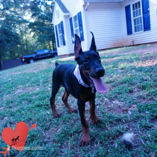 Health Tested - European – Doberman Pinscher puppy for sale in Anderson, SC