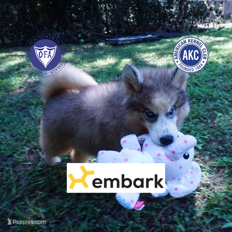 OFA & Embark Tested Parents – Siberian Husky puppy for sale in Anderson, SC