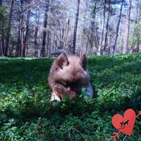 AKC Solid Brown, a female Siberian Husky for sale in Anderson, SC – Photo 4 of 10