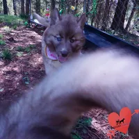AKC Solid Brown, a female Siberian Husky for sale in Anderson, SC – Photo 2 of 10
