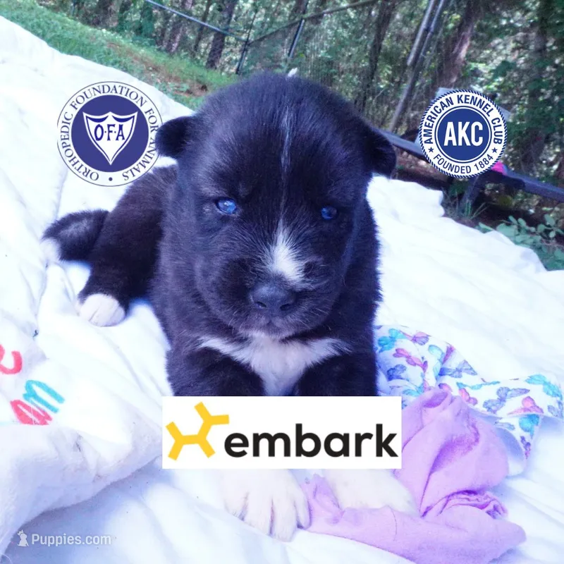 Agouti OFA, AKC, & Embark - Shakira – Siberian Husky puppy for sale in Anderson, SC