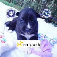 Agouti OFA, AKC, & Embark - Shakira, a female Siberian Husky for sale in Anderson, SC – 1 of 10