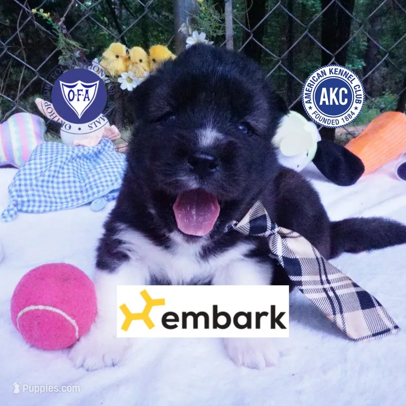 AKC Agouti OFA & Embark – Siberian Husky puppy for sale in Anderson, SC