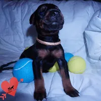 AKC Euro OFA & Embark - Hahn, a male Doberman Pinscher for sale in Anderson, SC – 2 of 10