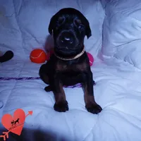 OFA & Embark Tested Parents, a female Doberman Pinscher for sale in Anderson, SC – 6 of 10