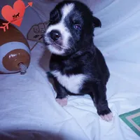 Health Tested Parents - Cyclops, a male Siberian Husky for sale in Anderson, SC – 3 of 10