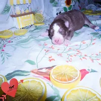 AKC & OFA Poseidon, a male Siberian Husky for sale in Anderson, SC – 4 of 7