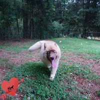 AKC Solid Brown OFA Embark, a female Siberian Husky for sale in Anderson, SC – 7 of 10