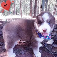 AKC & OFA Poseidon, a male Siberian Husky for sale in Anderson, SC – 6 of 10