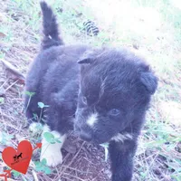Kate - Solid Black, a female Siberian Husky for sale in Anderson, SC – 2 of 10