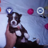AKC Brown/white OFA, a female Siberian Husky for sale in Anderson, SC – 1 of 10
