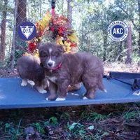 Solid Brown Ready Soon , a female Siberian Husky for sale in Anderson, SC – 1 of 10
