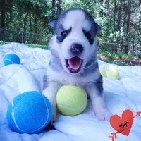 AKC OFA Embark Parents, a male Siberian Husky for sale in Anderson, SC – 2 of 10
