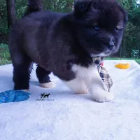 AKC Agouti OFA & Embark, a male Siberian Husky for sale in Anderson, SC – 6 of 10