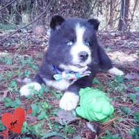 Iceman - Black/white, a male Siberian Husky for sale in Anderson, SC – 2 of 10