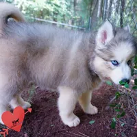 OFA & Embark Tested Parents, a female Siberian Husky for sale in Anderson, SC – 7 of 10