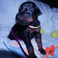 AKC Euro OFA & Embark, a male Doberman Pinscher for sale in Anderson, SC – 7 of 10