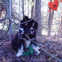 Health Tested Parents - Cyclops, a male Siberian Husky for sale in Anderson, SC – 5 of 10