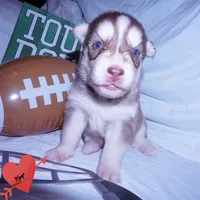 OFA & AKC - Hades, a male Siberian Husky for sale in Anderson, SC – 5 of 10