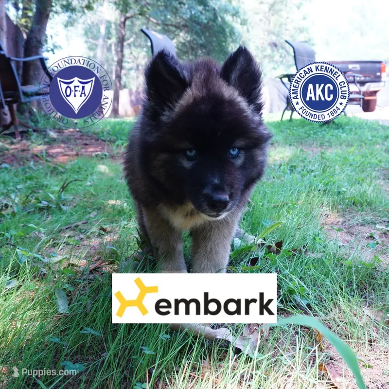 AKC Agouti Embark & OFA Parents – Siberian Husky puppy for sale in Anderson, SC