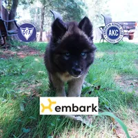 AKC Agouti Embark & OFA Parents, a female Siberian Husky for sale in Anderson, SC – 1 of 10