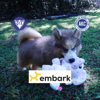OFA & Embark Tested Parents, a female Siberian Husky for sale in Anderson, SC – 1 of 10