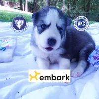 AKC OFA & Embark Parents, a male Siberian Husky for sale in Anderson, SC – 1 of 10