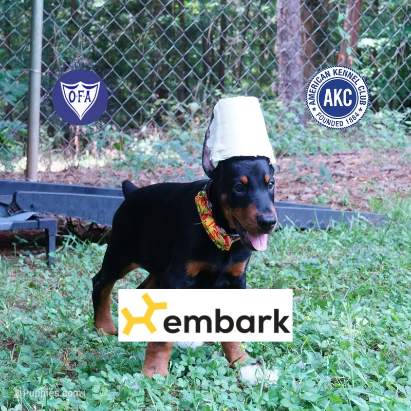 Ears Cropped - AKC Euro OFA & Embark – Doberman Pinscher puppy for sale in Anderson, SC