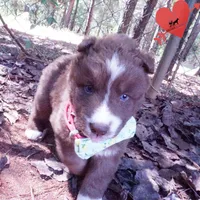 Solid Brown Ready Mid October , a female Siberian Husky for sale in Anderson, SC – 4 of 10