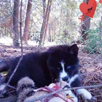 Iceman - Black/white, a male Siberian Husky for sale in Anderson, SC – 3 of 10