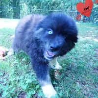 AKC Black/white OFA & Embark, a female Siberian Husky for sale in Anderson, SC – 7 of 10