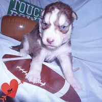 OFA & AKC Red/white, a male Siberian Husky for sale in Anderson, SC – 3 of 9