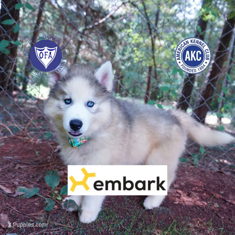 AKC OFA Embark Parents – Siberian Husky puppy for sale in Anderson, SC
