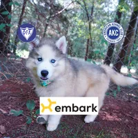 AKC OFA Embark Parents, a male Siberian Husky for sale in Anderson, SC – 1 of 10