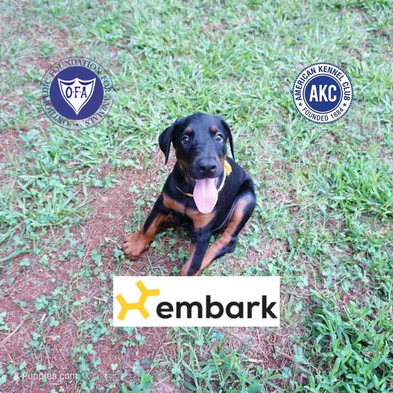 Champion & Full Euro AKC – Doberman Pinscher puppy for sale in Anderson, SC