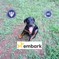 Champion & Full Euro AKC, a female Doberman Pinscher for sale in Anderson, SC – 1 of 10