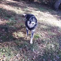 AKC Agouti Trained Spayed, a female Siberian Husky for sale in Anderson, SC – 6 of 8