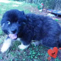 AKC Black/white OFA & Embark, a female Siberian Husky for sale in Anderson, SC – 4 of 10