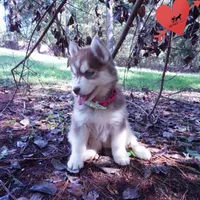 Red/white Ready Soon!, a female Siberian Husky for sale in Anderson, SC – 7 of 10