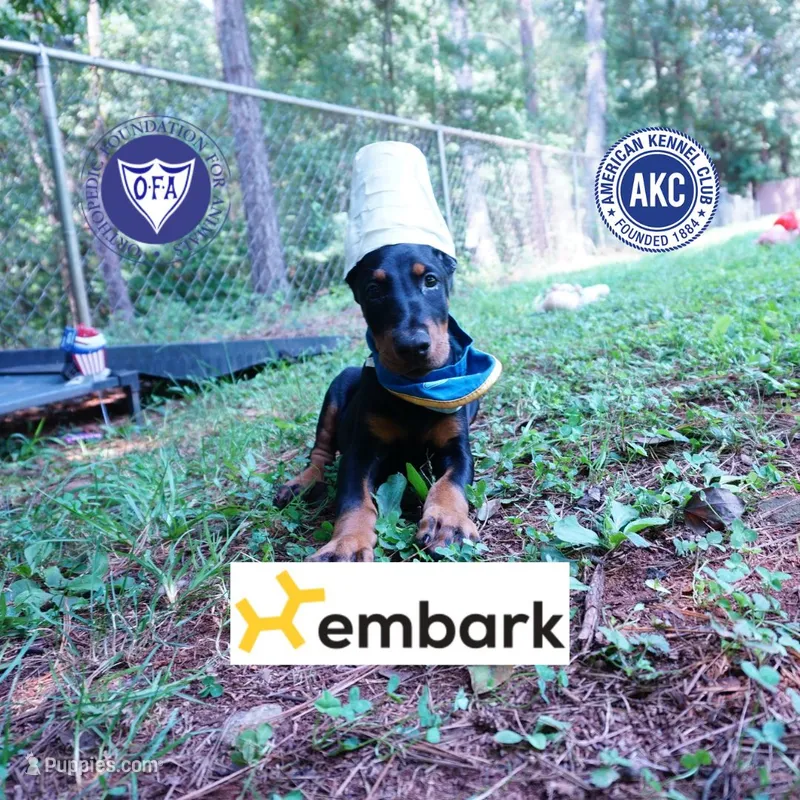 Ears Cropped - AKC Euro OFA & Embark – Doberman Pinscher puppy for sale in Anderson, SC
