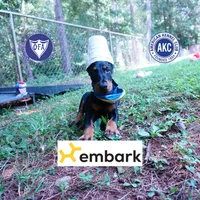 Ears Cropped - AKC Euro OFA & Embark, a male Doberman Pinscher for sale in Anderson, SC – 1 of 10