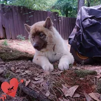 AKC Solid Brown OFA Embark, a female Siberian Husky for sale in Anderson, SC – 7 of 10