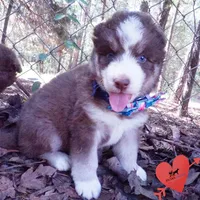 AKC & OFA Poseidon, a male Siberian Husky for sale in Anderson, SC – 3 of 10