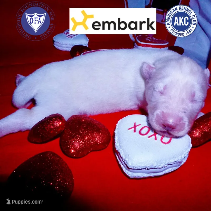 AKC OFA Embark White