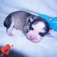 AKC OFA Embark Parents, a male Siberian Husky for sale in Anderson, SC – 4 of 10