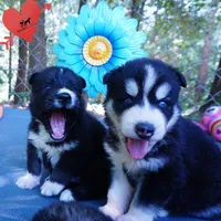 OFA & Embark Tested - Luffy, a male Siberian Husky for sale in Anderson, SC – 8 of 10