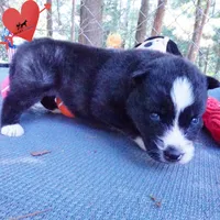 Agouti OFA AKC & Embark - Vivi, a female Siberian Husky for sale in Anderson, SC – 2 of 10